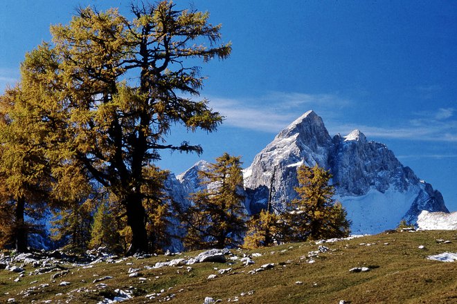 Kugy zre proti Jalovcu (2645 m), ki je bil eden njegovih najljubših vrhov, če ne najljubši. FOTO: Igor Modic