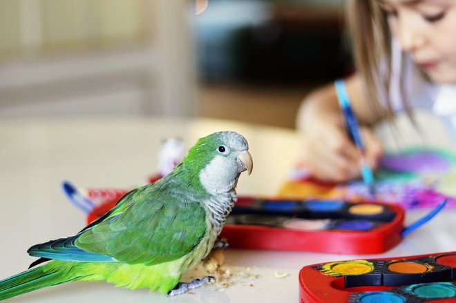 Meniške papige so rade v človeški družbi. FOTO: Getty Images/iStockphoto