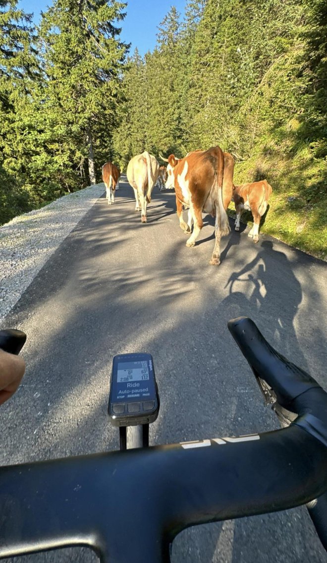 Naš šampion se je pošalil, da je zaradi kravjega shoda sredi ceste kar pol dneva vozil za njimi. FOTO: osebni arhiv/instagram