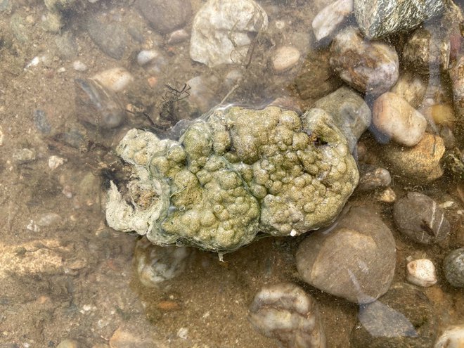 Cianobakterije na jezeru Green lake. FOTO: Ciano Slo
