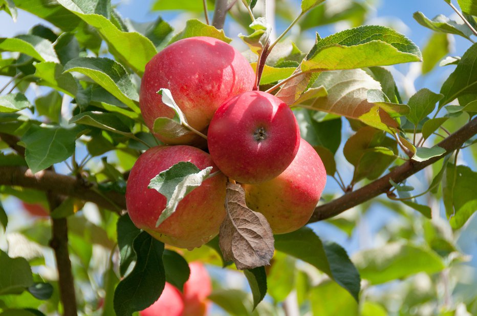 Fotografija: Poleg polnega okusa, sočnosti in arome, ki nam jih bodo dala sveža jabolka, lahko z nakupom lokalnega naredimo nekaj dobrega za svoje zdravje. FOTO: Getty Images