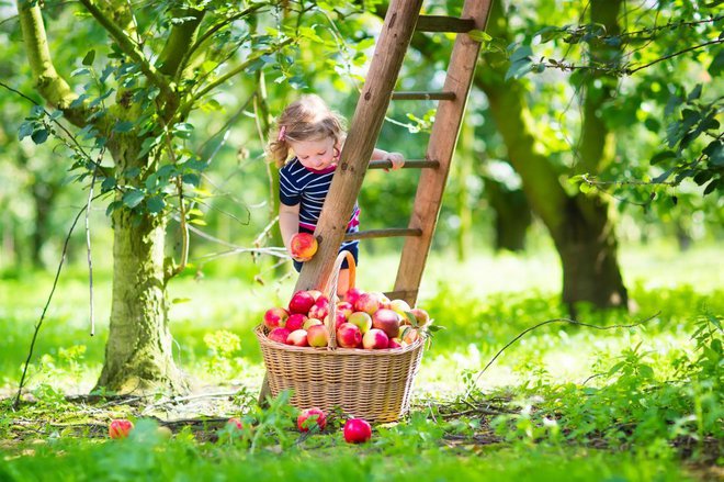 Sladko-kisli okusi ravno prav hrustljavega sadeža naj vas popeljejo med domače sadovnjake. Foto: Shutterstock