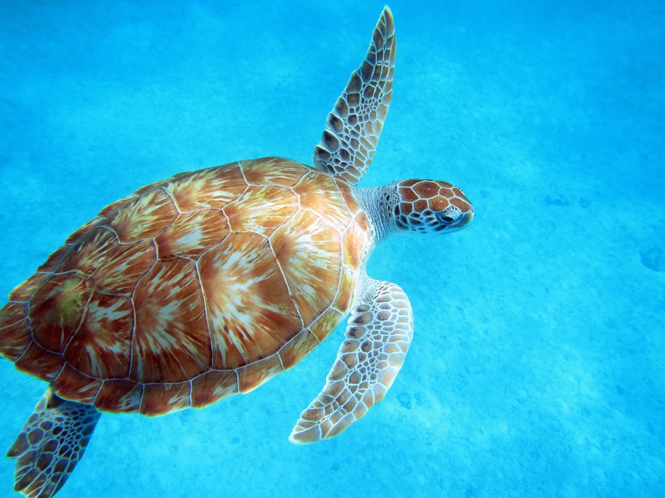 Fotografija: Morske želve so bolj samotarske. FOTO: Shutterstock 
