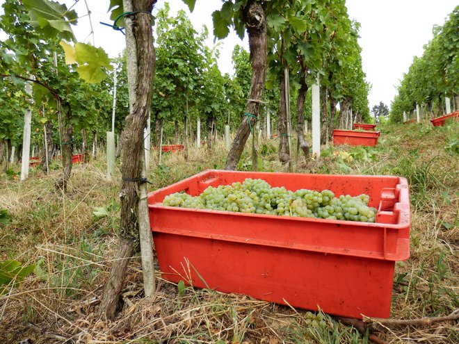 Vinarjem je treba prepustiti čim bolj zdravo in dozorelo grozdje. FOTO: Oste Bakal