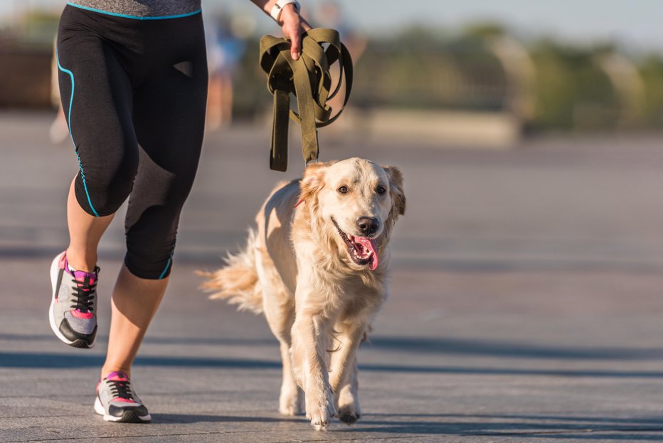 Fotografija: Ljudje, ki imajo psa, so telesno aktivnejši. FOTO: Getty Images/istockphoto