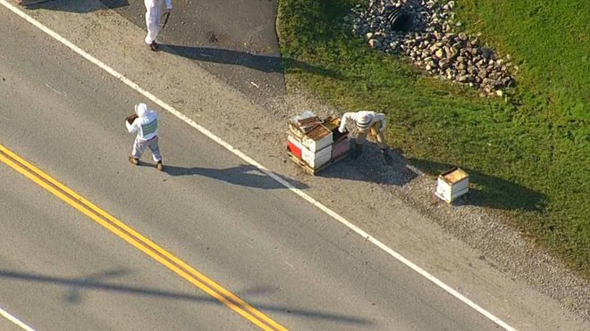 Nekaj so jih pustili ob cesti, da se čebele same vrnejo vanje. FOTO: Toronto CTV News