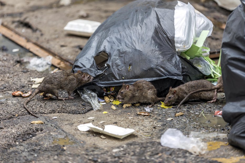 Fotografija: Podgane, ki brskajo med smetmi, so najbolj avtentičen fotografski spomin na New York. FOTO: Chanawat Phadwichit, Getty Images