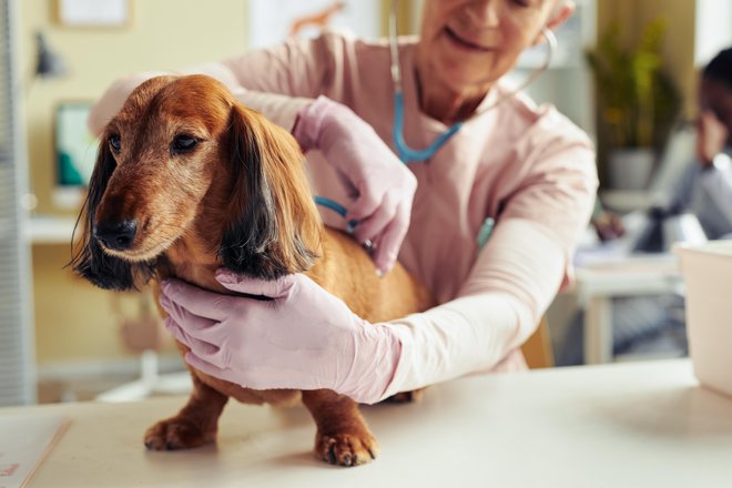Z leti naj postanejo obiski pri veterinarju pogostejši.