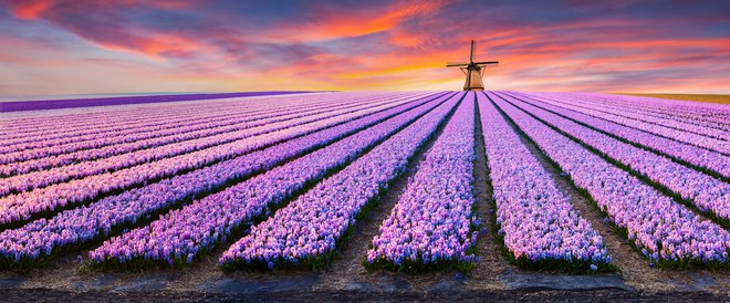 Največji pridelovalec in izvoznik je Nizozemska. FOTO: Andrew_mayovskyy, Getty Images