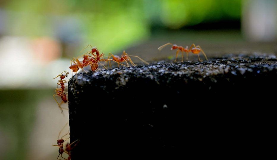 Fotografija: Te mravlje se prehranjujejo s številnimi žuželkami, povzročajo pa tudi veliko škodo na pridelkih. FOTO: Pixabay