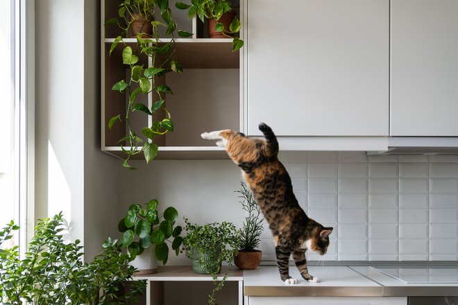 Mačke vam bodo hvaležne, če jih boste pustili v sobi z veliko rastlinami in policami. FOTO: Getty Images/iStockphoto