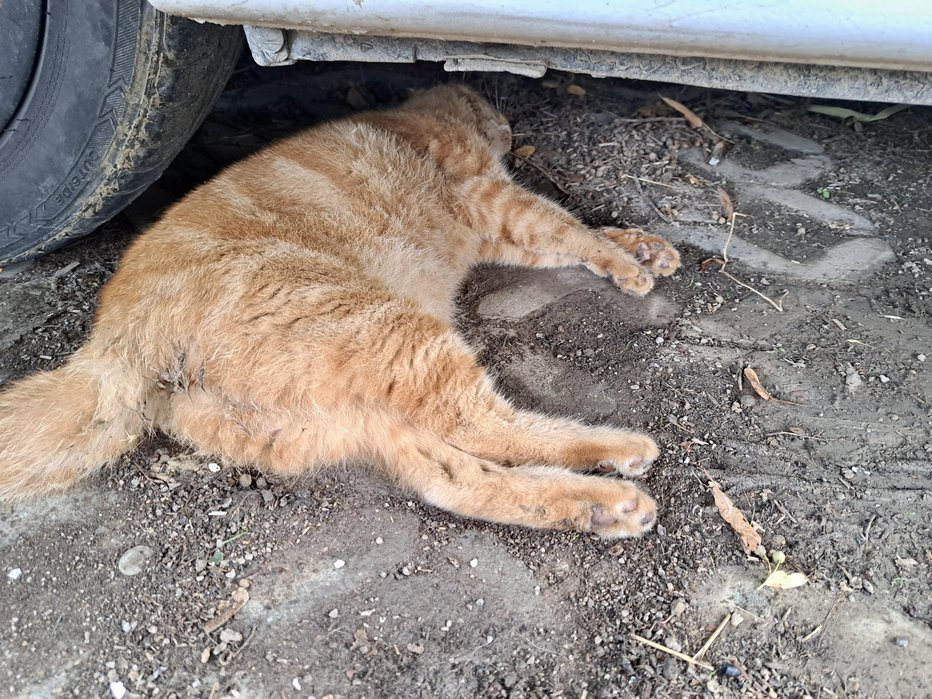 Fotografija: Garfield se zavlekel pod vozilo in v mukah poginil. FOTO: Osebni Arhiv