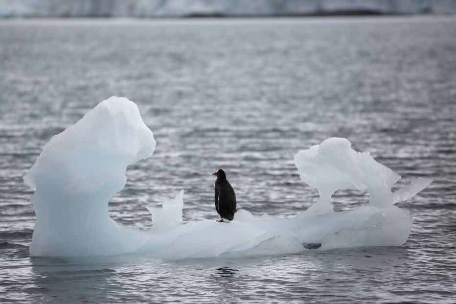 Fotografija: Led, ki plava na površini Antarktičnega oceana, zdaj meri manj kot 17 milijonov kvadratnih kilometrov. FOTO: Alexandre Meneghini/reuters