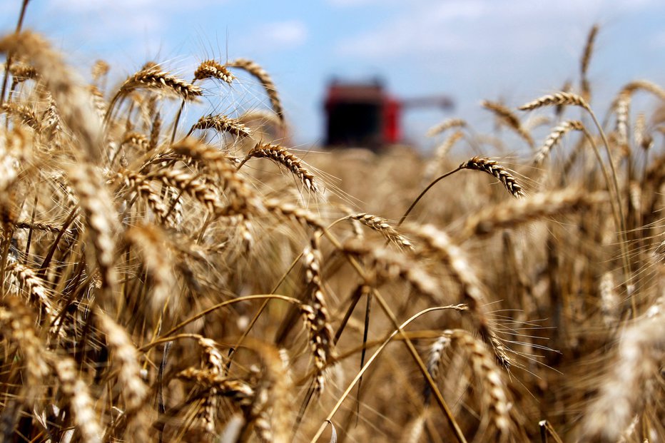 Fotografija:  Gre za nadaljnje zaostrovanje spora med državama glede omejitev izvoza ukrajinskega žita. FOTO: Bogdan Cristel Reuters