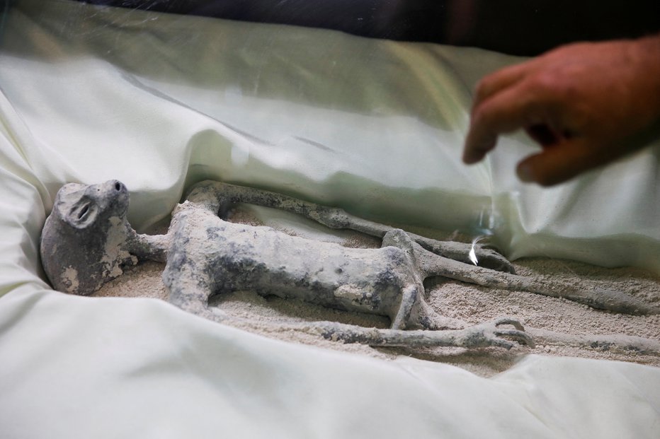 Fotografija: Posmrtni ostanki domnevnega nezemljana iz Peruja FOTOGRAFIJE: Raquel Cunha/Reuters