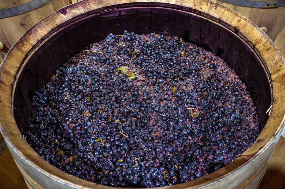 Fotografija: Vinarji še kako cenijo grozdje. FOTO: Alfonso Soler Getty Images/istockphoto