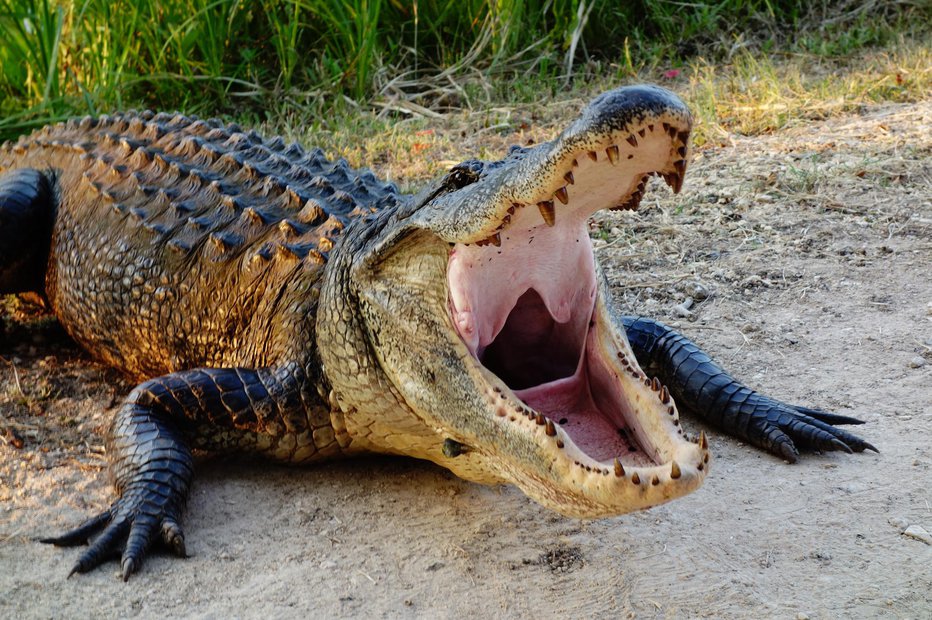 Fotografija: Aligatorja so pristojni usmrtili.  FOTO: Alex Pankratov Getty Images/istockphoto