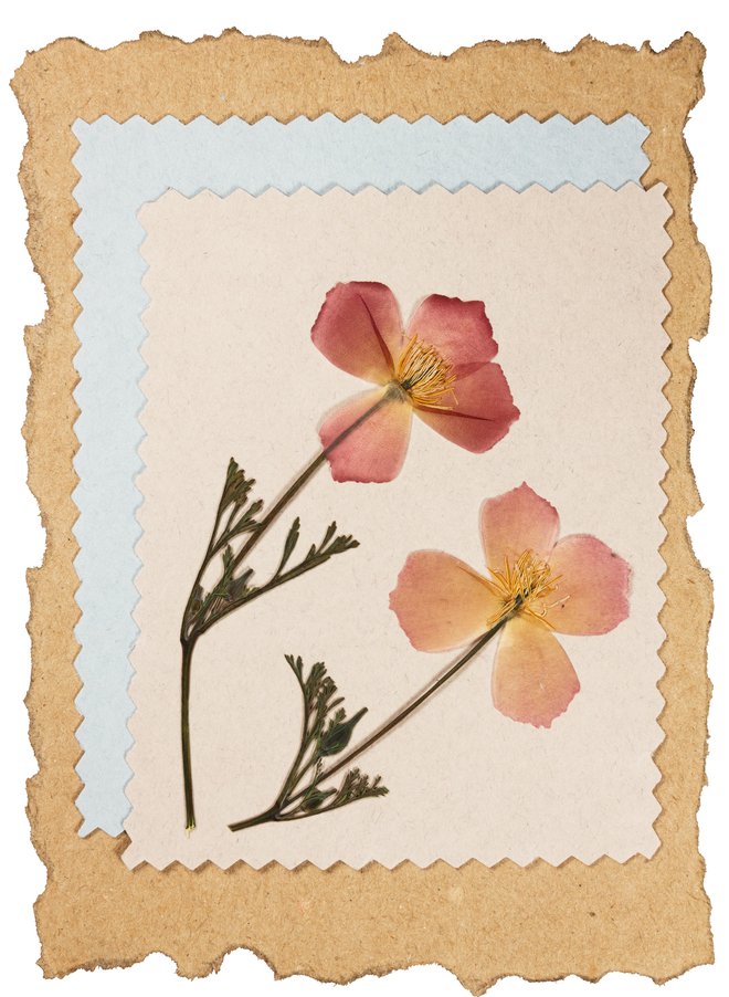 Cvetje prej posušimo tako kot za herbarij. FOTO: Svrid79/Getty Images