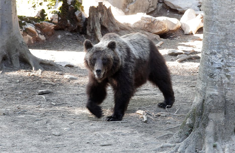 Fotografija: Populacijo rjavega medveda v Sloveniji želijo s trenutnih 1100 v prihodnjih letih zmanjšati na okoli 800. FOTO: Ljubo Vukelič/delo