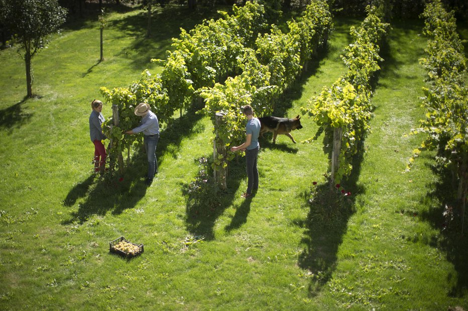 Fotografija: Sezona trgatev v vinograde privabi tudi inšpektorje. FOTO: Jure Eržen