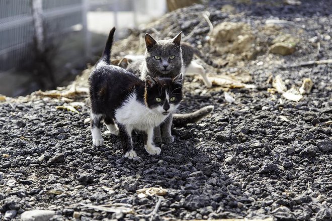Običajno izbruhne pri mladih necepljenih mačkah, smrtnost pa je izjemno visoka. FOTO: Shutterstock