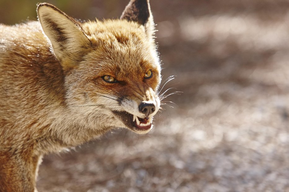 Fotografija: Vaščani nimajo težav le z lisicami, občasno imajo probleme tudi s kojoti, šakali, divjimi svinjami, jazbeci in bobri. FOTO: Abbphoto, Getty Images