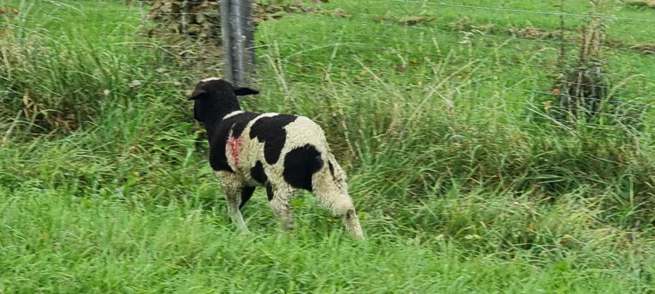 Fotografija: Ena ovčka je v torek ubežala pokolu, kakšne sreče bo naslednjič? FOTO: Peter Torkar