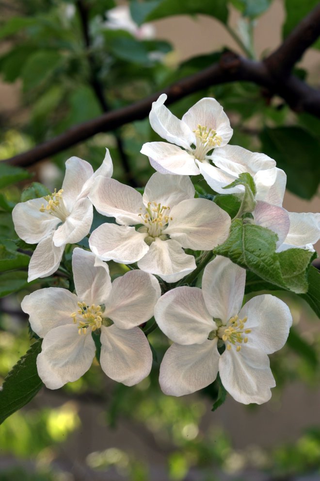 Cvetje v jeseni oziroma sekundarno cvetenje, ki je za rastlino, denimo, jablano, izčrpavajoče. FOTO: Igor Modic