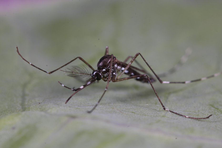 Fotografija: Tigrasti komar. FOTO: Tomi Trilar