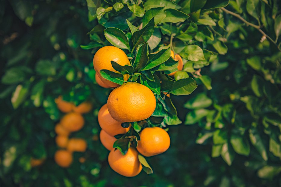 Fotografija: Ta citrus je bogat z minerali, ki skupaj omogočajo normalno delovanje živčnega sistema. FOTO: Snap Grapher/shutterstock
