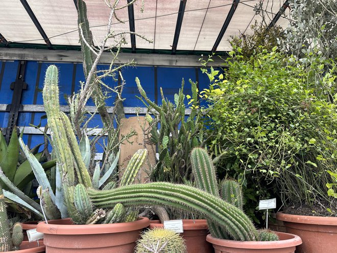 Zbirka kaktusov je iz leta 1955.
