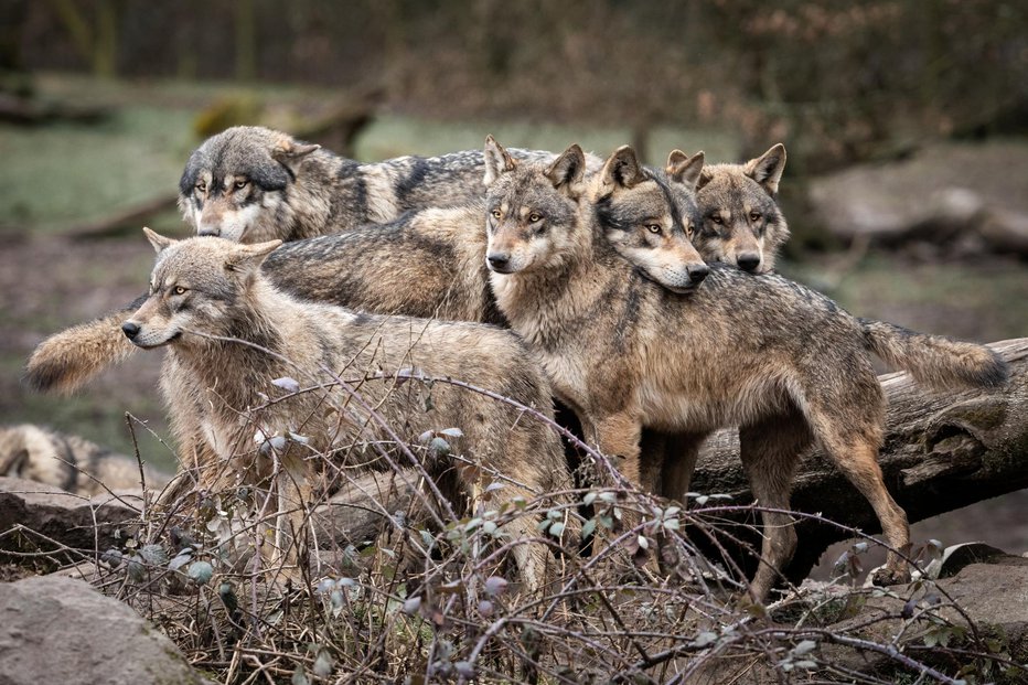 Fotografija: Napadi volkov se vrstijo, rejci opuščajo dejavnosti. FOTO: Getty Images/iStockphoto