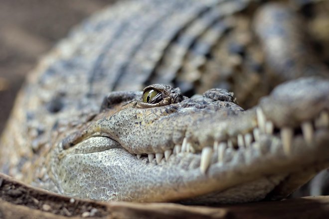 Ubili so 4,50 metra dolgega krokodila. FOTO: Joegolby/Getty Images