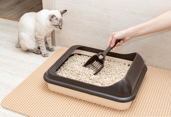 Pesek za mačke naj bo biorazgradljiv. FOTO: Getty Images/iStockphoto
