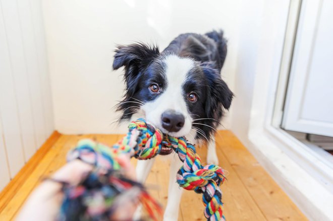 Pes se bo zabaval tudi z igračo iz odsluženih oblačil. FOTO: Getty Images/iStockphoto