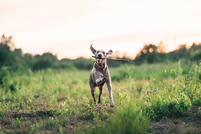 Barva iztrebka zdravega psa je čokoladno rjava. FOTO: Getty images/iStockphoto
