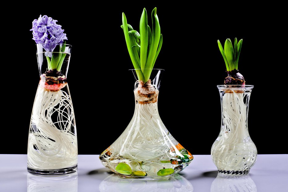 Fotografija: Iz čebulice do cveta se lahko razvijejo tudi v vodi. FOTO: Ruggiero_s, Getty Images