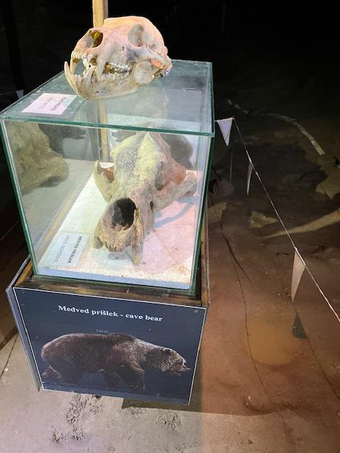 V eni od kamnitih dvoran v jami so razstavljene kosti in lobanje ledenodobnih jamskih medvedov. FOTO: Albina Podbevšek