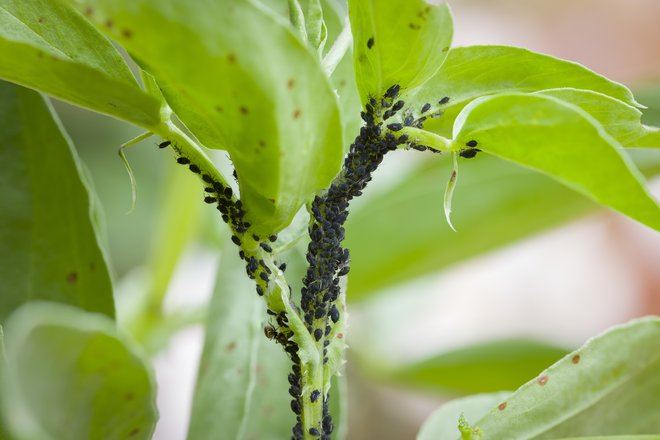 Učinkovito je pri zatiranju večine škodljivcev na sobnih rastlinah, kot so uši, pršice, bele mušice. FOTO: Paulmaguire/getty Images