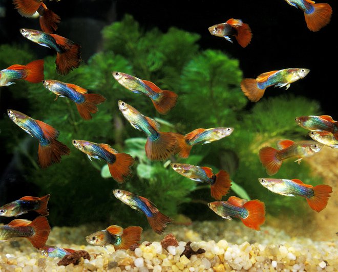 Gupiji so nezahtevni akvarijski družabniki. FOTO: Slowmotiongli, Getty Images