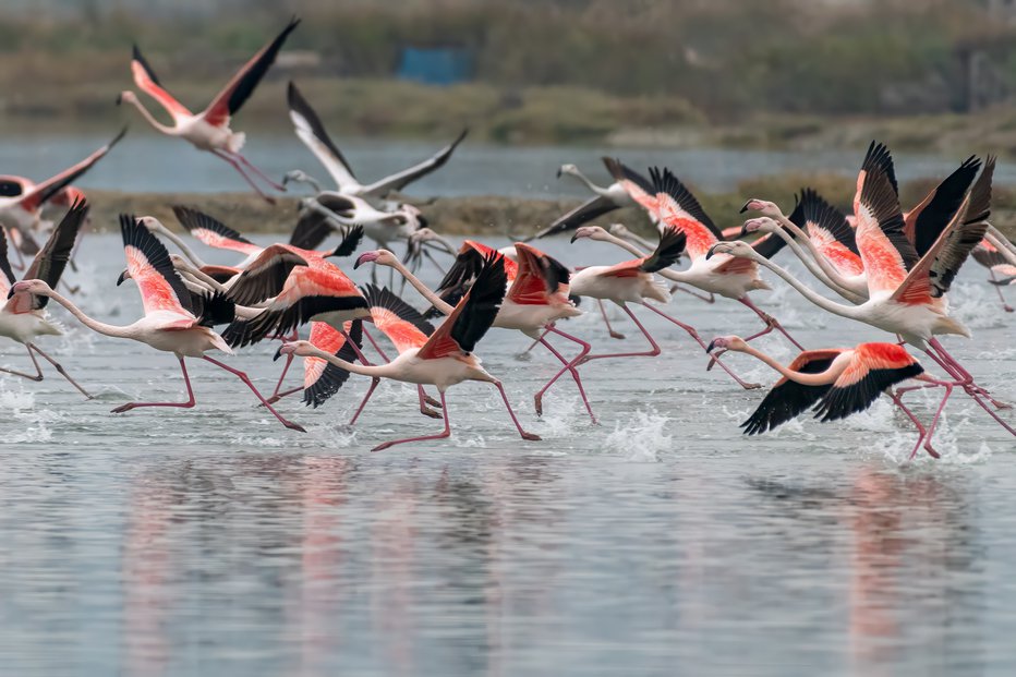 Fotografija: Plamenci v Sečoveljskih solinah. FOTO: Iztok Zupan