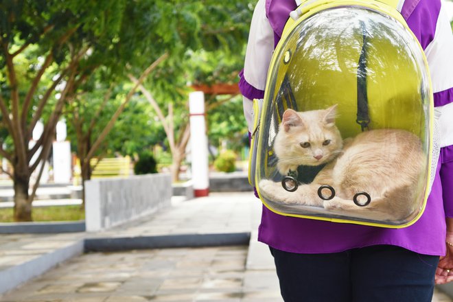 Nošnja v nahrbtniku ni primerna za vsako mačko. FOTO: Getty Images/iStockphoto