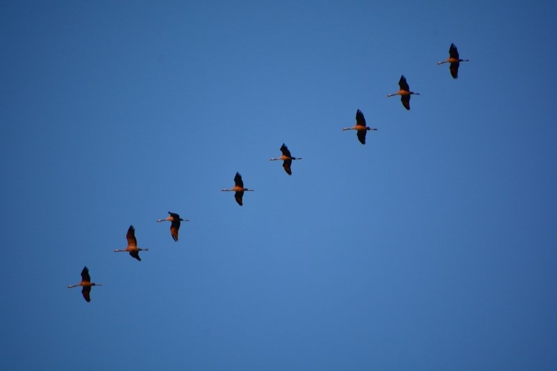 Fotografija: Ptice k selitvi spodbuja notranja biološka ura. FOTO: Gregor Domanjko
