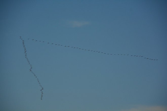 Najpogosteje letijo v jatah v obliki črke V. FOTO: Gregor Domanjko