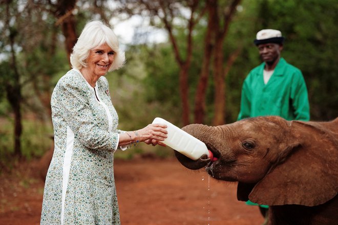 Prizadevanja za dvig števila populacije so uspešna, center za slonje sirote je pred kratkim obiskal britanski kraljevi par. FOTO: Reuters
