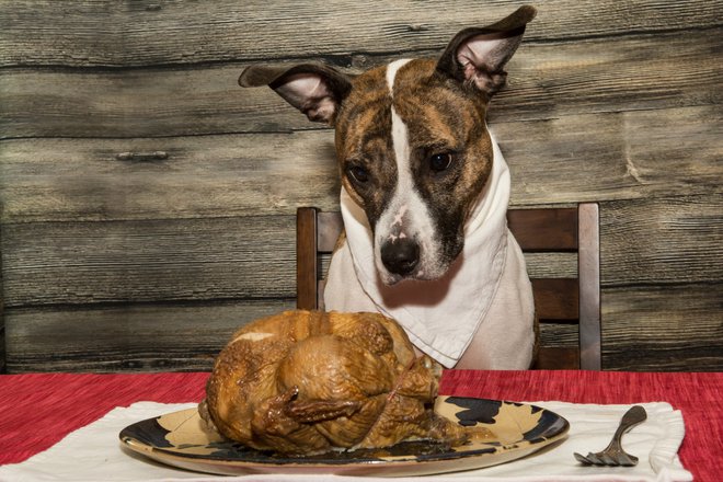 Od piščanca lahko poje le meso. FOTO: Jasonondreicka/Getty Images