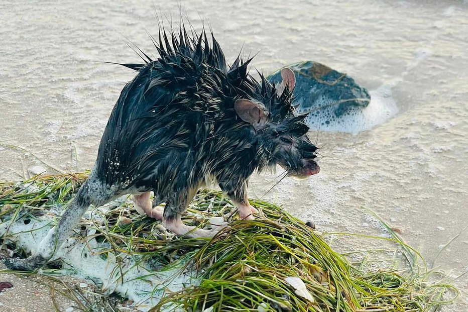 Fotografija: Avtohtona dlakava vrsta podgane žre vse, kar najde. FOTO: Janine Harris/AFP