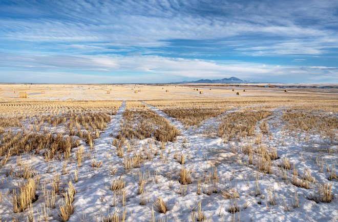 Utrjevanje ozimnih žit proti nizkim zimskim temperaturam zraka se začne že jeseni, ko se ozračje postopno ohlaja. FOTO: James_gabbert/Getty Images