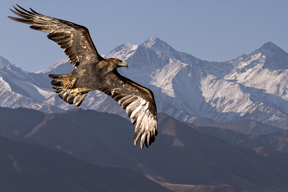 Fotografija: Veličastni planinski orel je največja ptica pri nas. FOTO: Ozbalci/Getty Images
