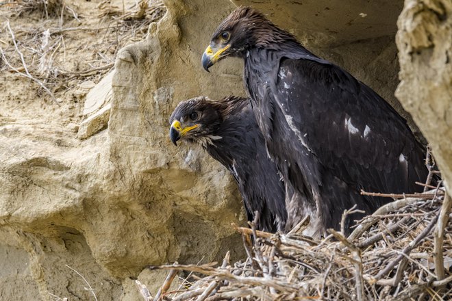 Par planinskih orlov si je zvest vse življenje. FOTO: Nels Kilpela/Getty Images
